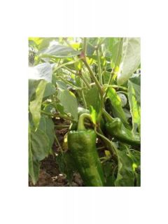 Poivron 'Lamuyo HYB F1'