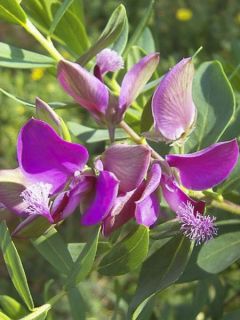 Polygala myrtifolia - Polygale à feuilles de myrte