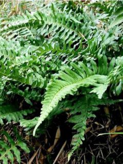 Polypodium vulgare - Fougère - Polypode commun
