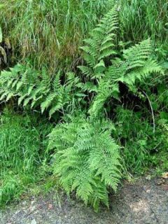 Fougère, Dryopteris dilatata