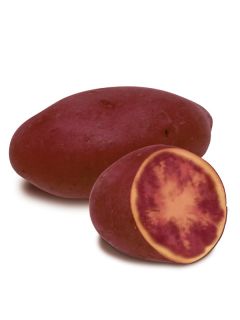 Pomme de terre  'Rouge des Flandres'