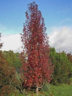 Pommier trilobé - Malus trilobata