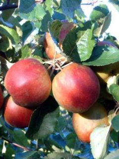 Pommier 'Belle de Boskoop'