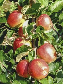 Pommier 'Braeburn'