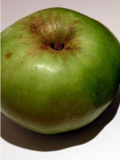 Pommier Bramley Seedling Pommier Bramley Seedling