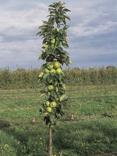 Pommier colonnaire Amboise - Georges Delbard