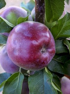 Pommier colonnaire 'Chinon Delcoblu'