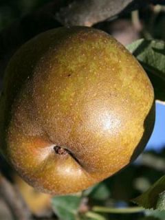 Pommier 'Court-Pendu'