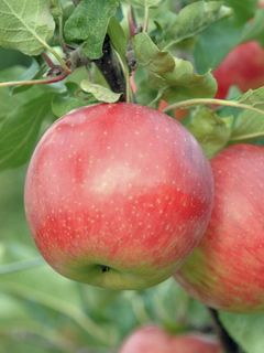 Pommier 'Cybèle 'Delrouval'' Pommier 'Cybèle 'Delrouval''
