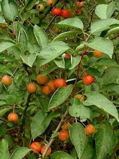 Pommier d'ornement Evereste® 'Perpetu'