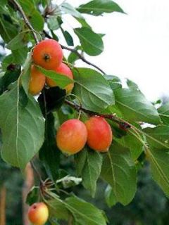 Pommier d'ornement 'John Downie'