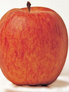 Pommier 'Gala'