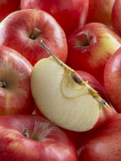 Pommier 'Harmonie 'Delorina'' Pommier 'Harmonie 'Delorina''