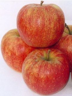 Pommier 'Jonagold'