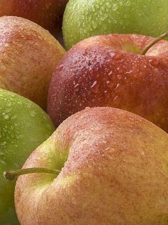 Pommier Jumbo Hanners - Malus domestica en motte prêt à planter Pommier Jumbo Hanners - Malus domestica en motte prêt à planter