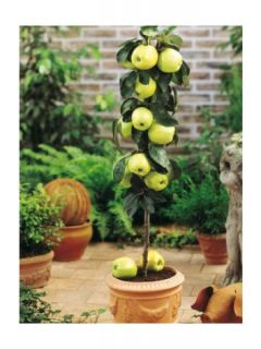 Pommier colonnaire Gold Sensation