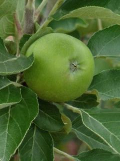 Pommier colonnaire Green Sensation