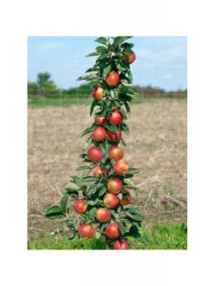 Pommier nain 'Red Sensation'