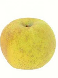 Pommier 'Reinette Blanche du Canada' Pommier 'Reinette Blanche du Canada'