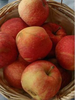 Pommier Gala - Malus domestica Pommier Gala - Malus domestica