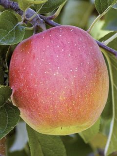 Pommier 'Royale Delbard'