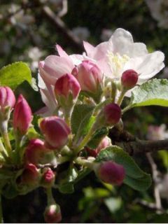 Malus sylvestris - Pommier sauvage Malus sylvestris - Pommier sauvage