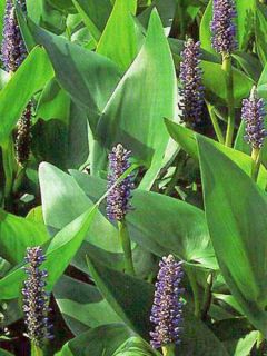 Pontédérie à feuilles en cœur