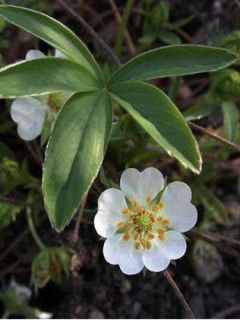 Potentille alba