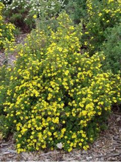 Potentilla fruticosa Goldfinger - Potentille arbustive.