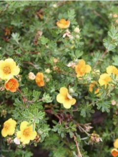 Potentille arbustive 'Hopley's Orange'