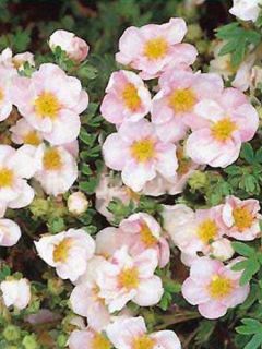 Potentille arbustive 'Pink Queen'