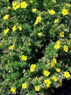 Potentille arbustive