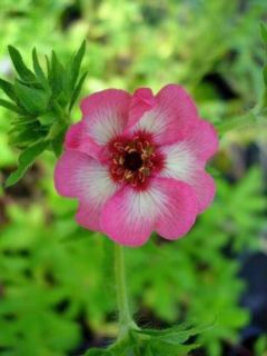 Potentille hopwoodiana