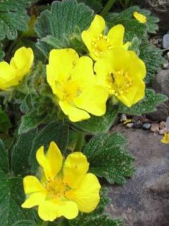 Potentille vivace à grandes fleurs