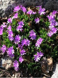 Potentille vivace à trois dents 'Minima'