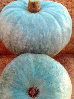 Potiron Bleu de Hongrie - Cucurbita maxima