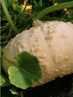 Potiron Galeux d'Eysines - Cucurbita maxima