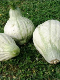 Potiron Hubbard Large Blue - Cucurbita maxima