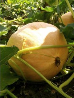 Potiron Jaune Gros de Paris - Cucurbita maxima 