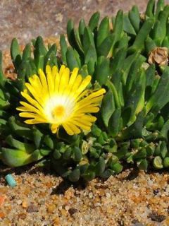 Dichelostemma congestum