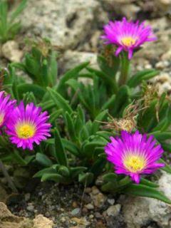 Pourpier de Sutherland