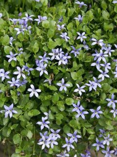 Pratia tapissante 'County Park'