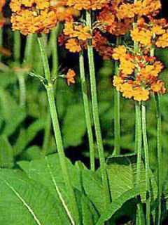 Primevère candélabre