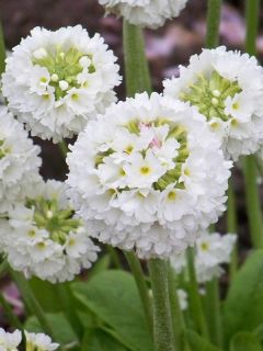 Primevère denticulée 'Alba'