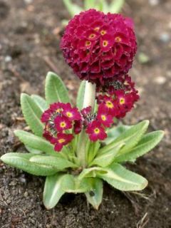 Primevère denticulée 'Rubin'