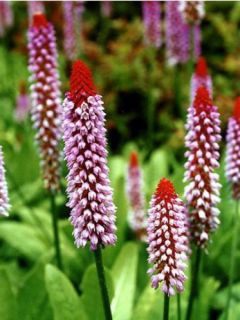 Primevère des marais