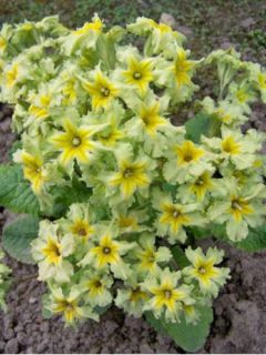 Primevère 'Francesca'