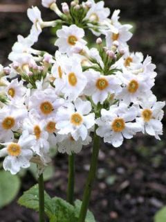 Primevère japonaise 'Alba'