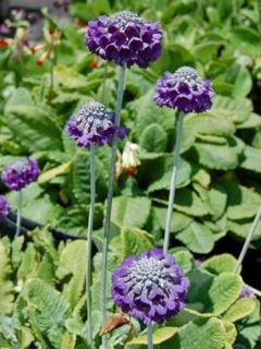 Primevère 'Mooreana'