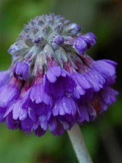 Primevère 'Noverna Blue'